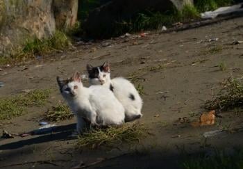 two stray kittens outside