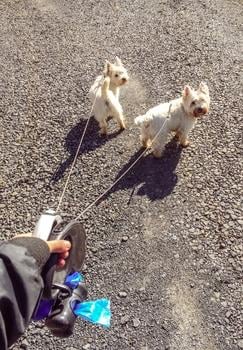 two westies being walked together on flexi leashes