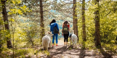 two white dogs hiking with their owners