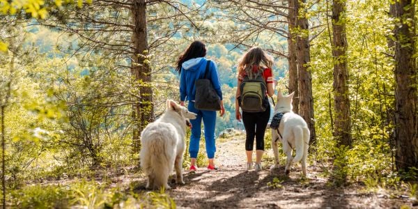two women hiking with their white dogs in the woods