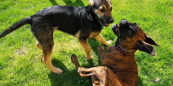 two young adolescent dogs playing together