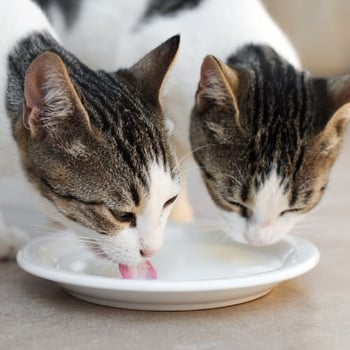 two young cats drinking milk from a saucer
