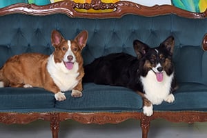 two corgis on a couch