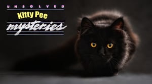 uløste kitty pee mysteries