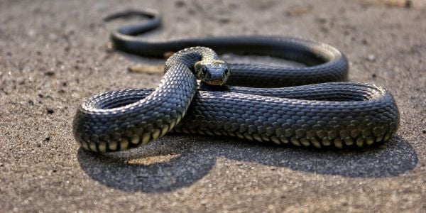 venomous snake coiled up