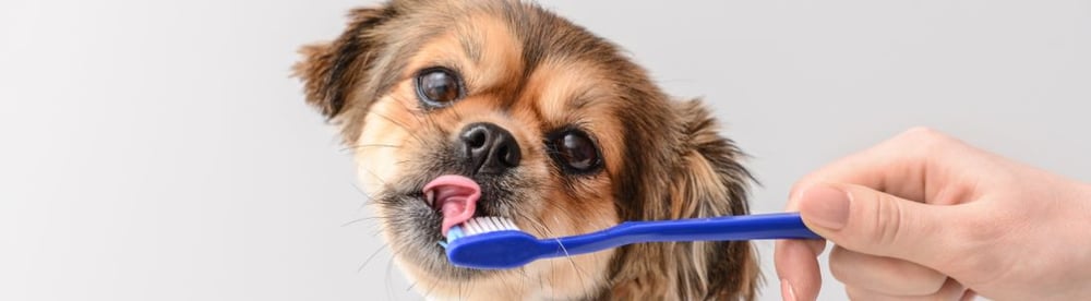vet approved dog dental products