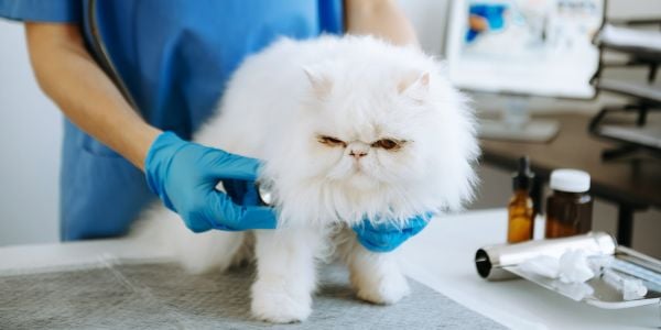 vet listening to the heart of a white persian cat