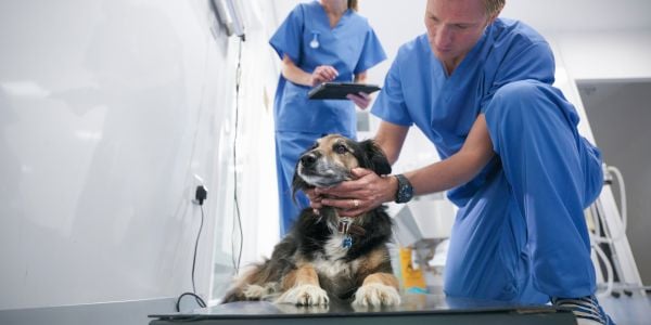 vet team weighing a dog that is losing weight rapidly