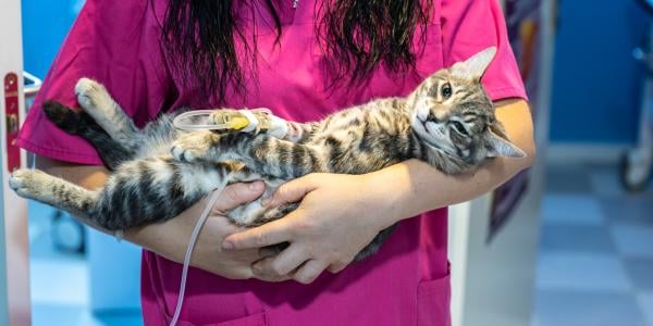 vet tech holding a cat in her arms