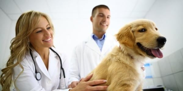 veterinarian and assistant examining golden retriever puppy