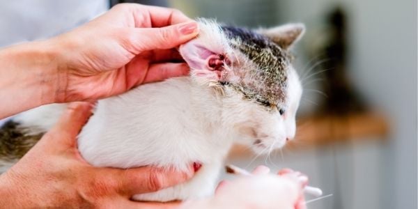 veterinarian cleaning a cats ear