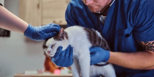 veterinarian examining a cat in pain