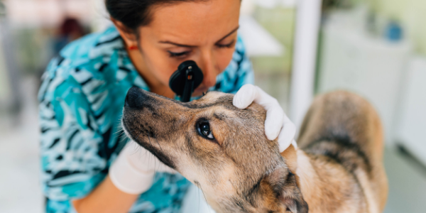 veterinarian examining dogs eye