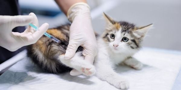 veterinarian giving a kitten a vaccine