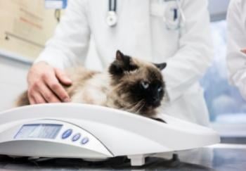 veterinarian placing cat on scale to measure weight