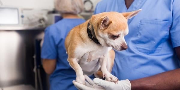 veterinary staff holding chihuahua