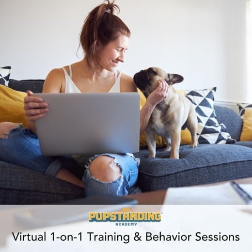 virtual one on one dog training