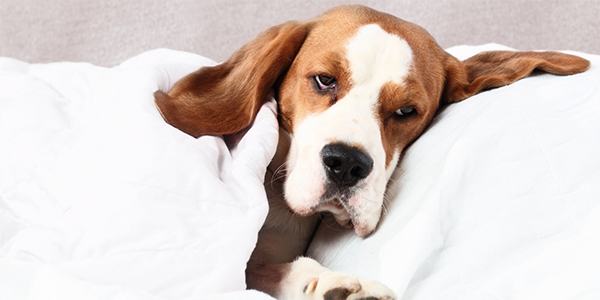 Is Your Pet Vomiting Or Regurgitating Is Your Pet Vomiting Or Regurgitating