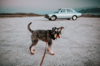 dog-leash-schnauzer