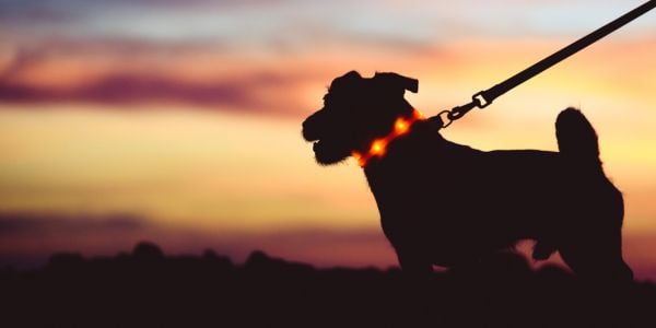 walking dog at dusk with light-up collar