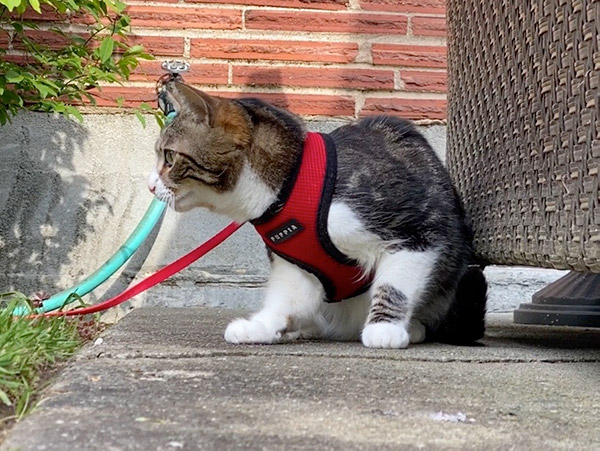 walking your cat on a leash