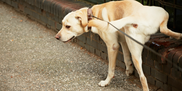 watch your dog pee