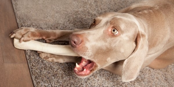 weimaraner chewing on a rawhide bone