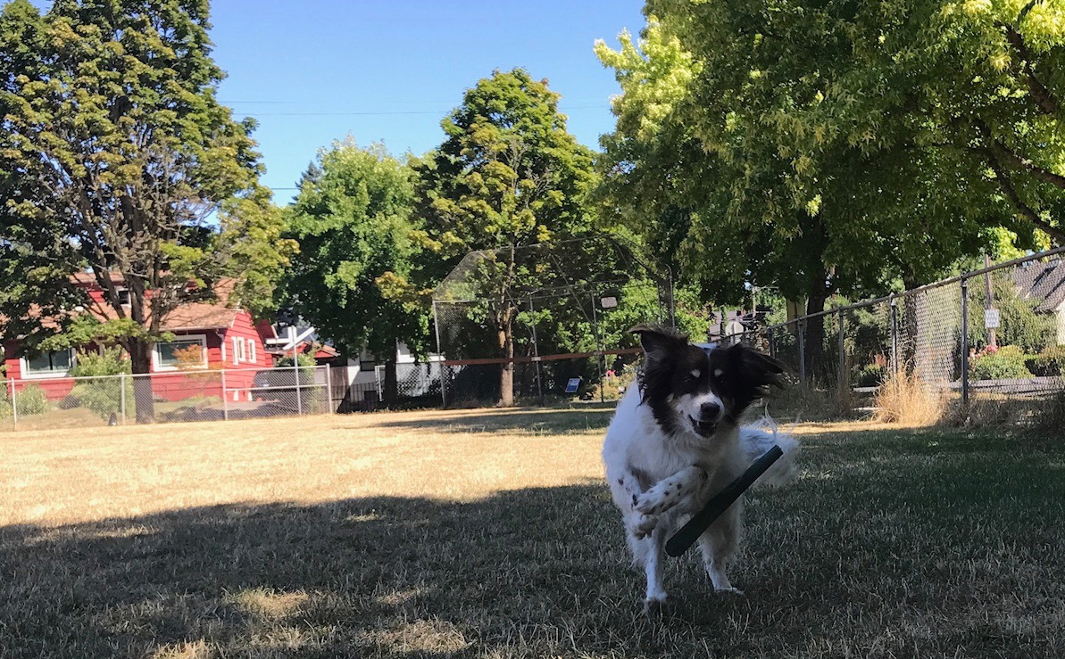preventive vet fetch toy
