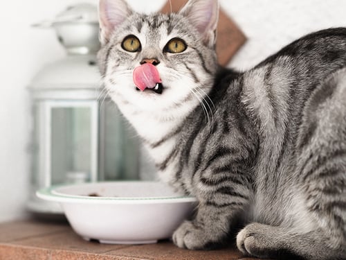 wet food is better for cats