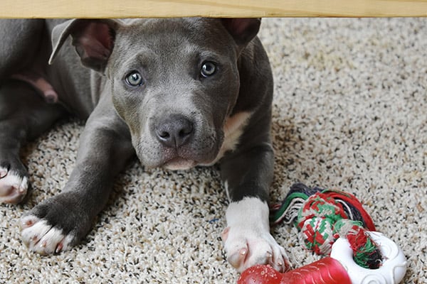 at what age should puppies get their first shots