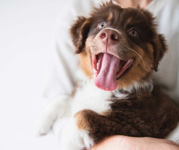 at what age should puppies get their first shots