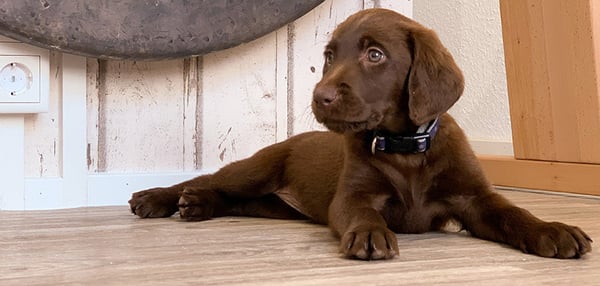 what vaccines 15-17 week old puppies usually get