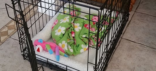 What Toys Are Safe To Leave In A Dog Crate