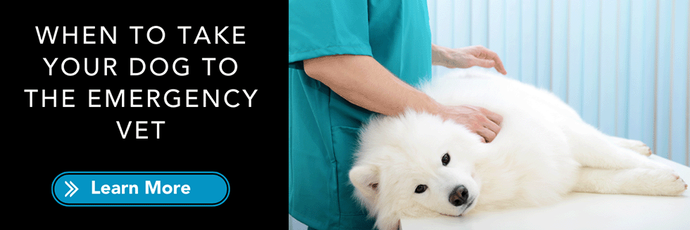 when to take your dog to emergency vet
