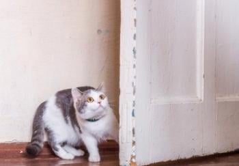 white and gray cat hiding behind door