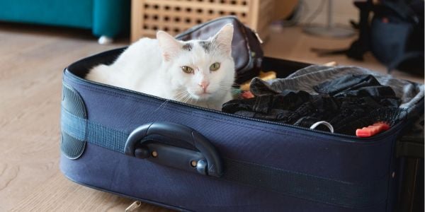 white and gray cat lying in a half packed suitcase-canva