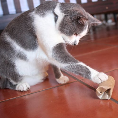 white and gray cat playing with a toilet paper roll