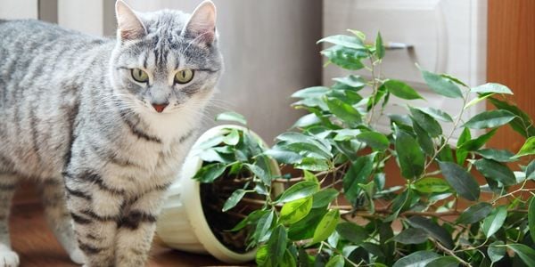 white and gray tabby cat beside a knocked over plant