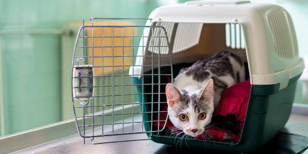 white and grey cat peeking out of open cat carrier