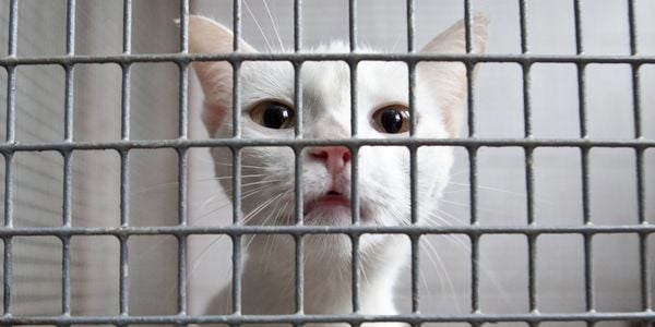 white cat in kennel at the shelter