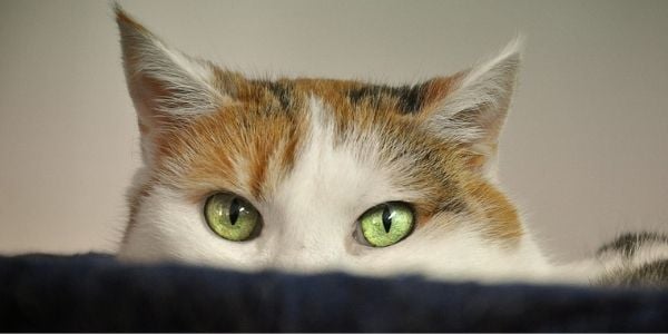white cat with green eyes hiding