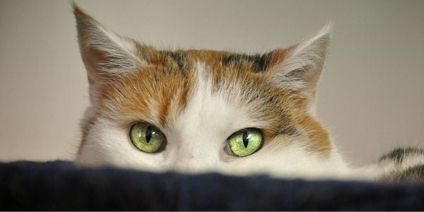 white cat with green eyes hiding