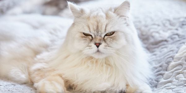 white persian cat that is too thin