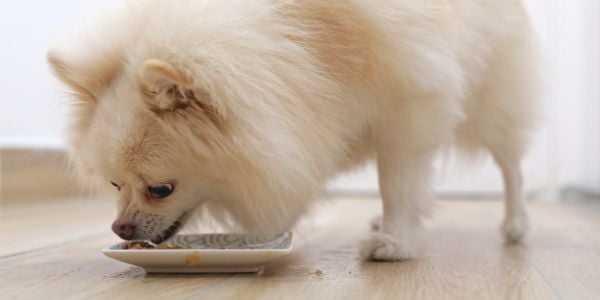 white pomeranian dog eating her food-canva