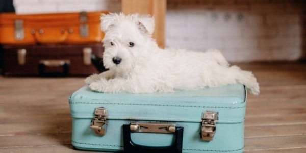 white puppy lying on top of blue suitcase