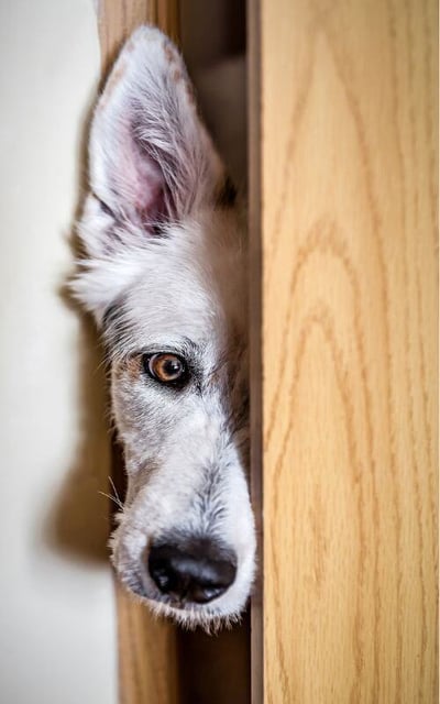 white shepherd mix dog peeking through a door-shutter
