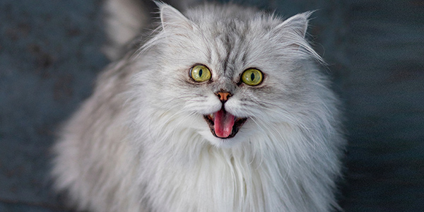 persian cat panting