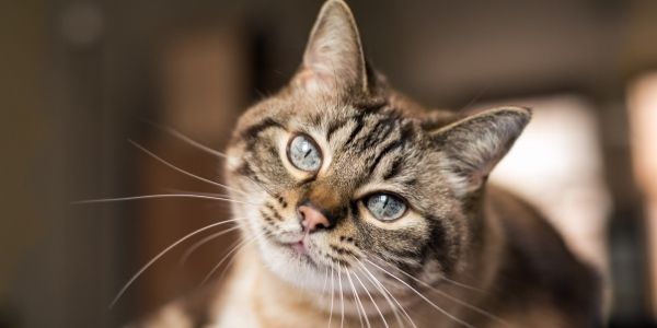 what causes cats to urinate outside of litter box