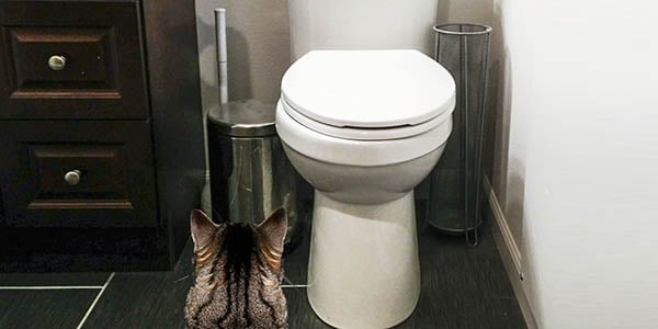 why not to toilet train your cat