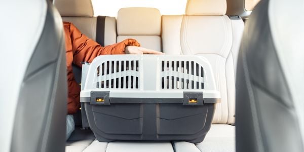 woman holding a pet carrier in the back of a car